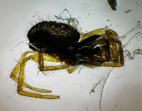 Réf. 322 174 : Lasiargus hirsutus